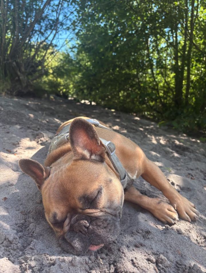 We love the weekends that involve sweet adventures with our dog, Huckleberry. Whether its river spots or fun outdoor bars.. Huck can hang and wants to be close to his moms as much as he can.
